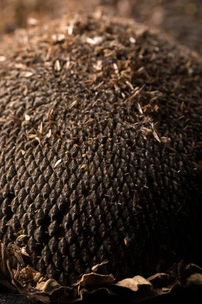 Ayçiçeği tohumu doku. Siyah ayçiçeği tohumu, organik arka plan.