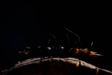 Buğday bir ahşap kesim üzerinde yanmış spikelets.