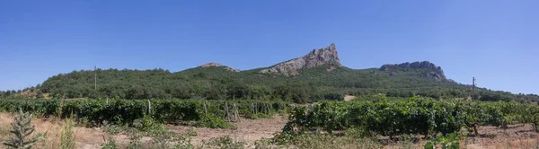 Panoramablick auf Berge und Weinberge. — Stockfoto