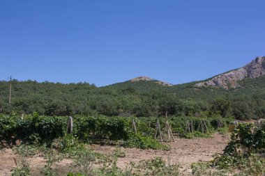 Sıcak yaz gününde üzüm dağlarının görünümü.