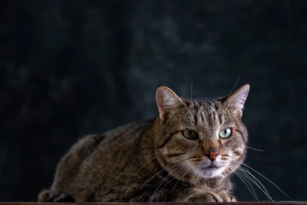 Portrait of shorthair grey cat with big wide face on Isolated Black background. — Stockfoto