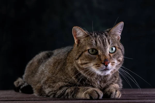 Portrait of shorthair grey cat with big wide face on Isolated Black background. — Stockfoto