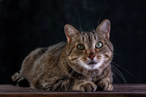 Portrait of shorthair grey cat with big wide face on Isolated Black background. — Stockfoto