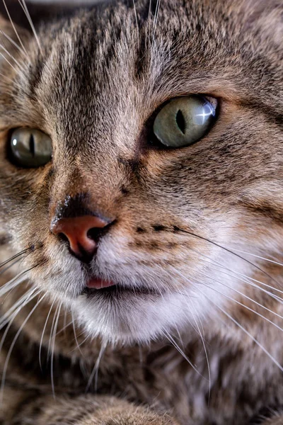 Retrato de gato gris de taquigrafía con gran cara ancha sobre fondo negro aislado . — Foto de Stock