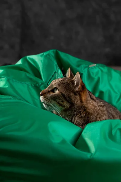 Cat face in profile on a green background. Gray tabby cat. Cat food cover.