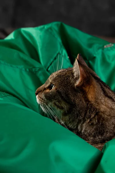 Cat face in profile on a green background. Gray tabby cat. Cat food cover.