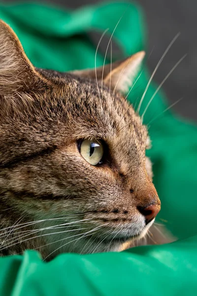 Cat face in profile on a green background. Gray tabby cat. Cat food cover.