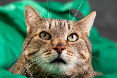 Yeşil arka plandaki kedi. Gri tekir kedi. Kedi maması. Yetişkin kedi. Yakın plan..