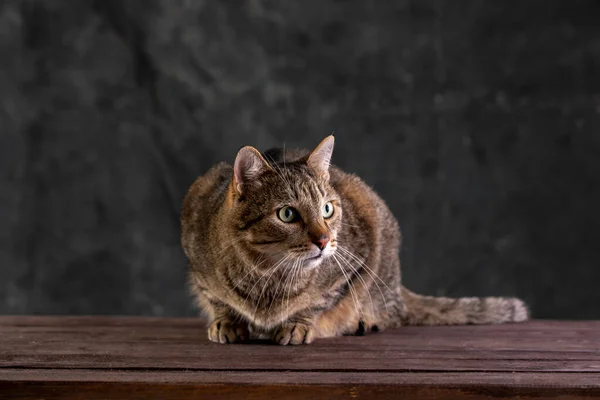 Shorthair gray cat with a big wide face on a black isolated background. A big cat. — Stockfoto