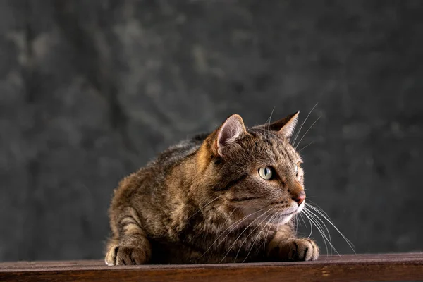 Kurzhaar graue Katze mit einem großen breiten Gesicht auf einem schwarzen isolierten Hintergrund. eine Raubkatze. — Stockfoto