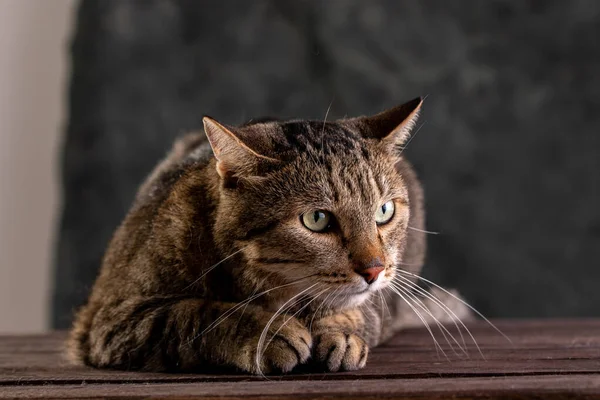 Shorthair gray cat with a big wide face on a black isolated background. A big cat. — Stockfoto