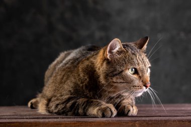 Siyah izole edilmiş arka planda, geniş, geniş bir yüzü olan Shorthair gri kedisi. Büyük bir kedi..