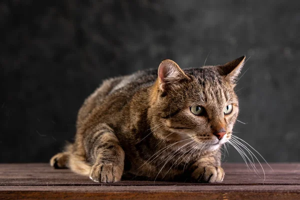 Shorthair gray cat with a big wide face on a black isolated background. A big cat. — Stockfoto