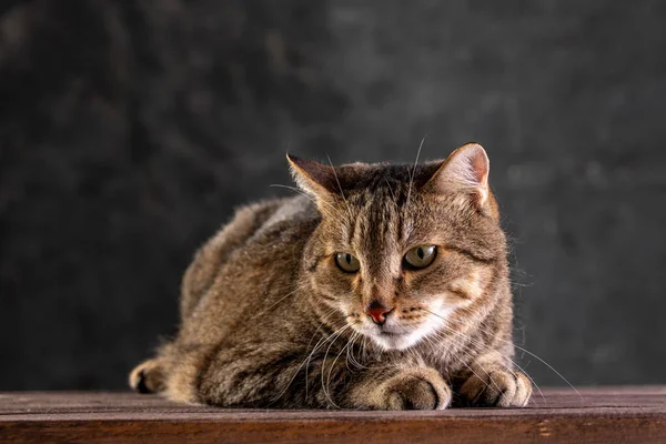 Porträtt av en korthårig grå katt med ett stort brett ansikte på en svart isolerad bakgrund. En stor katt. — Stockfoto