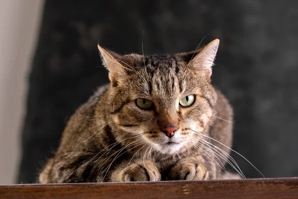 Porträtt av en korthårig grå katt med ett stort brett ansikte på en svart isolerad bakgrund. En stor katt. — Stockfoto