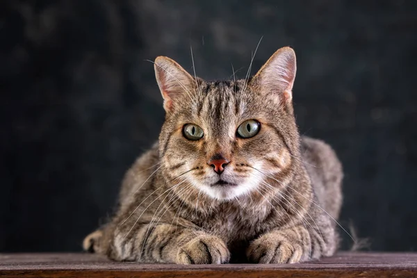 Retrato de um gato cinza de cabelos curtos com uma grande cara larga em um fundo isolado preto. Um gato grande . — Fotografia de Stock