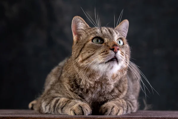 Retrato de un gato gris de pelo corto con una gran cara ancha sobre un fondo negro aislado. Un gato grande . —  Fotos de Stock