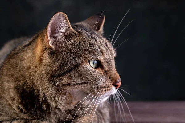 Retrato de un gato gris de pelo corto con una gran cara ancha sobre un fondo negro aislado. Un gato grande . — Foto de Stock