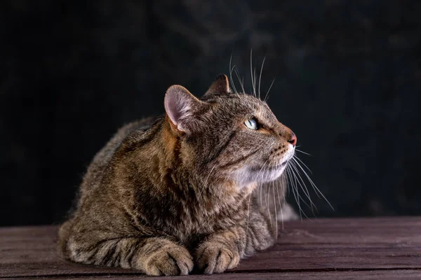 Porträtt av en korthårig grå katt med ett stort brett ansikte på en svart isolerad bakgrund. En stor katt. — Stockfoto