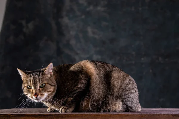 Gato gris de taquigrafía con una gran cara ancha sobre un fondo negro aislado. Un gato grande . —  Fotos de Stock