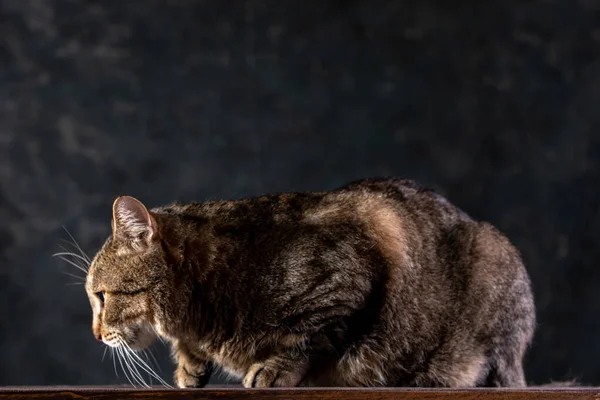 Shorthair gray cat with a big wide face on a black isolated background. A big cat. — Stockfoto
