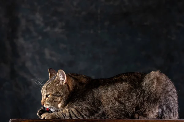 Shorthair gray cat with a big wide face on a black isolated background. A big cat. — Stockfoto