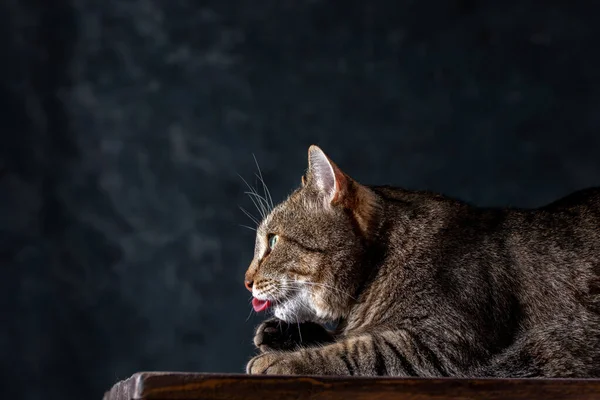 Gato gris de taquigrafía con una gran cara ancha sobre un fondo negro aislado. Un gato grande . — Foto de Stock