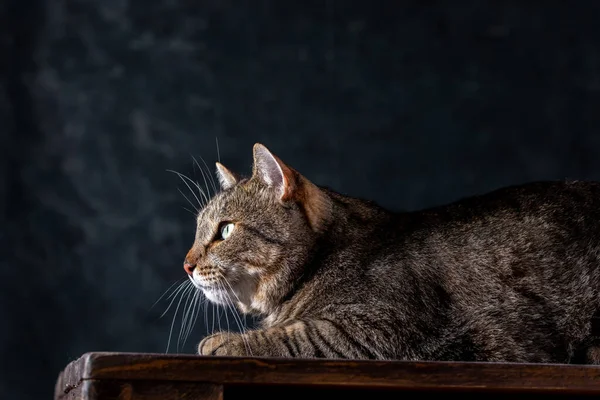 Shorthair gray cat with a big wide face on a black isolated background. A big cat. — Stockfoto