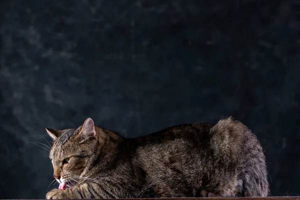 Gato gris de taquigrafía con una gran cara ancha sobre un fondo negro aislado. Un gato grande . — Foto de Stock