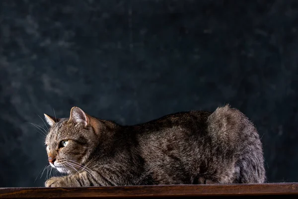 Gato gris de taquigrafía con una gran cara ancha sobre un fondo negro aislado. Un gato grande . — Foto de Stock