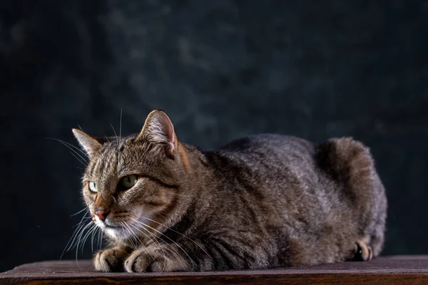 Shorthair gray cat with a big wide face on a black isolated background. A big cat. — Stockfoto