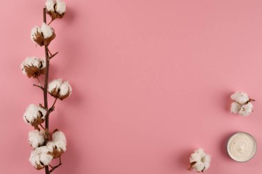 Renkli arka planda beyaz pamuk çiçekleri. Doğal eczane, doğal kozmetik. Uzayı kopyala Düz kat. Pastel gölgeler..