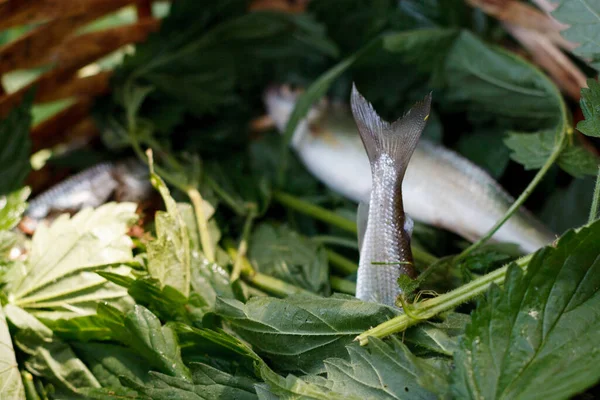 Sacco Triglie Pesce Fresche Piccole Pescatori Catturati Pronti Cottura — Foto Stock