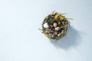 Soluk gri yüzeydeki bir yuvada bıldırcın yumurtaları. Paskalya tatili konsepti. Uzayı kopyala Kartpostal tasarımı. Metnin altına yerleştir.