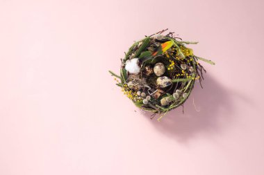 Soluk pembe bir yüzey üzerindeki bir yuvada bıldırcın yumurtaları. Paskalya tatili konsepti. Uzayı kopyala Kartpostal tasarımı. Metnin altına yerleştir.