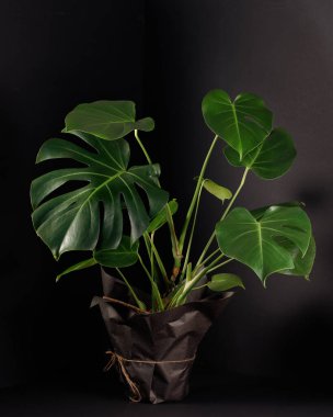 Tropikal Canavarlar ya da siyah arka planda çiçek saksısında.