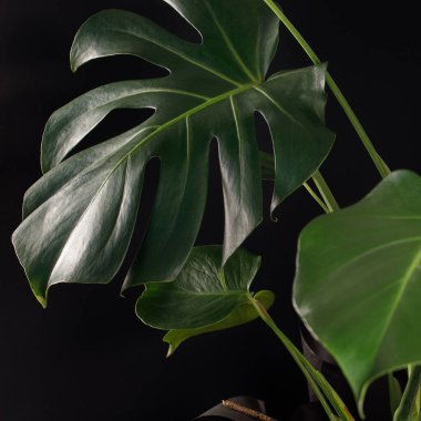 Siyah arka planda tropik canavar. Kare.