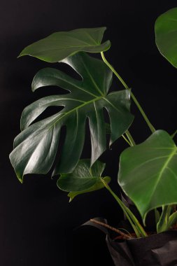 Tropikal Canavarlar ya da siyah arka planda çiçek saksısında.