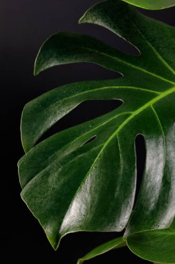 Siyah arka planda tropikal canavarlar.