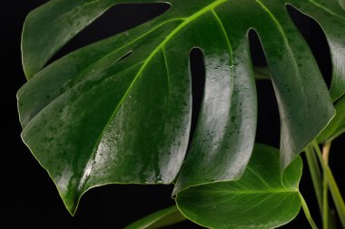 Siyah arka planda tropikal canavarlar.