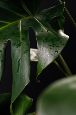 Siyah arka planda tropikal canavarlar.