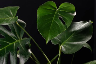 Siyah arka planda tropikal canavarlar.