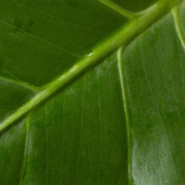 Tropical Monstera on dark black background. Square.