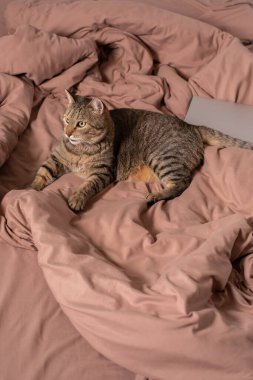 Sosyal uzaklık ve izolasyon kavramı. Evden internete uzaktan bağlanarak çalışmak. Yakınlarda bir kedi. Evde bilgisayarla çalışıyorum. Karantina.