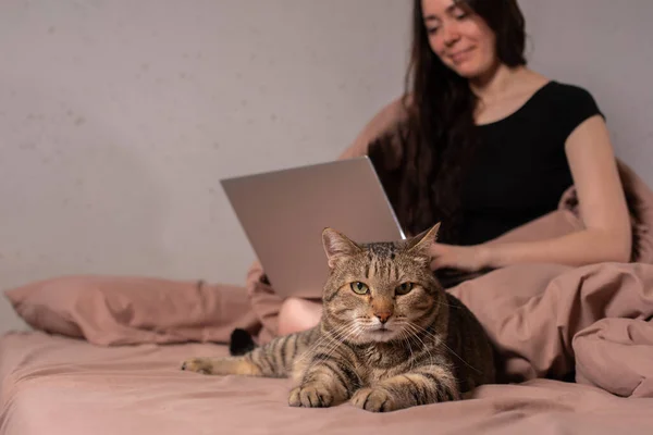 The concept of social distance and isolation. Work from home remotely over the Internet. A young woman works at home on a computer and a cat is next to her. Quarantine. Copy space.