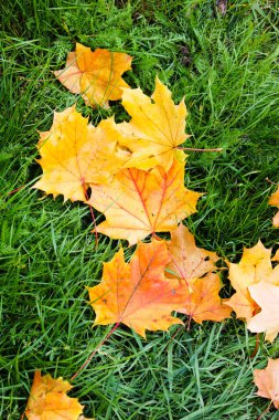Üstten görünüm ile sonbahar sarı yeşil çimenlerin üzerinde bırakır. Renkli sonbahar akçaağaç arka plan çim üzerinde bırakır. Sonbahar ve yaşam tarzı kavramı.