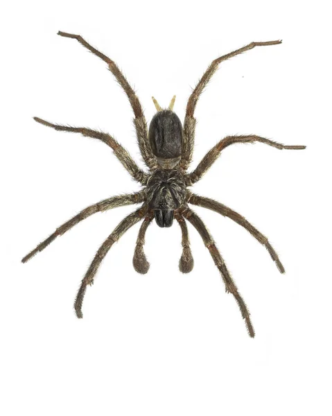 Χωνί web αράχνη Royalty Free Φωτογραφίες Αρχείου