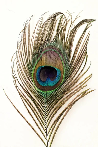 Tail feather of a peacock Royalty Free Stock Images