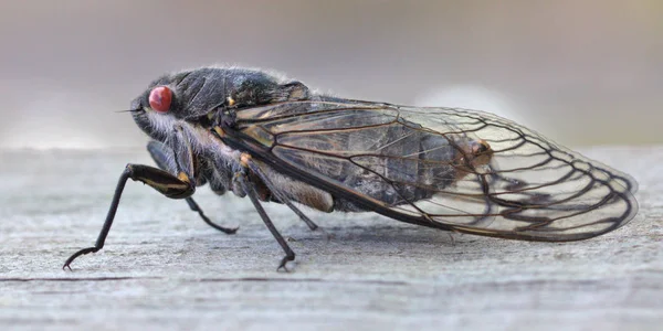 Ahşap Kiriş üzerinde oturan bir siyah Prens ağustosböceği Stok Fotoğraf
