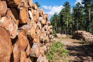 Taze kereste odun kesmek